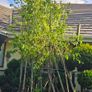 Very Large Trees 25euros Image 6