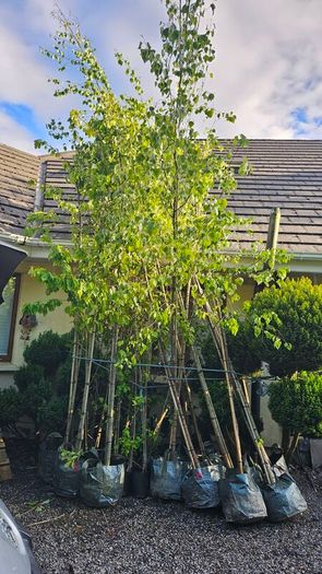 Very Large Trees 25euros
