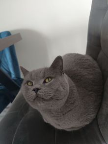 British short hair