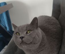 British short hair