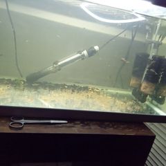 Guppies and plecos baby's 1 e each