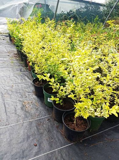 plants