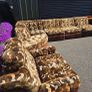 rare 1970 german modular sofa set Image 3