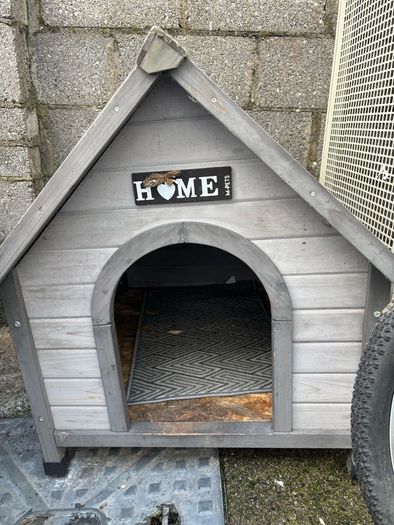 dog
