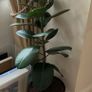 Large Plant Ficus Elastica Image 3