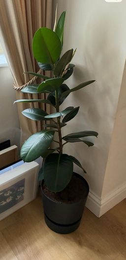 Large Plant Ficus Elastica