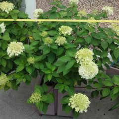 Hydrangea Paniculata limelight
