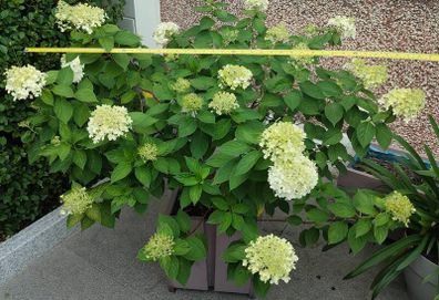 Hydrangea Paniculata limelight
