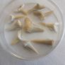 Shark teeth collection Image 4