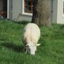 Texel and Charloais Rams Image 9
