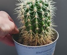 cactus