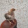 Rooster 4 months old Image 4