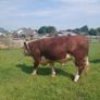 Hereford bulls Image 2