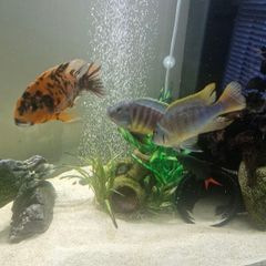 fish