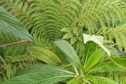 Dicksonia Antartica tree fern 2ft trunk