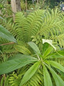 Dicksonia Antartica tree fern 2ft trunk