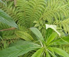 Dicksonia Antartica tree fern 2ft trunk