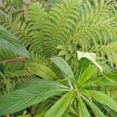 Dicksonia Antartica tree fern 2ft trunk