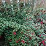 Bush Fuchsia magellanica Image 5