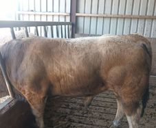 Aubrac bull