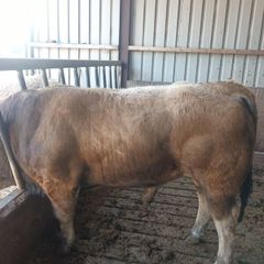 Aubrac bull