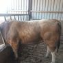 Aubrac bull Image 7