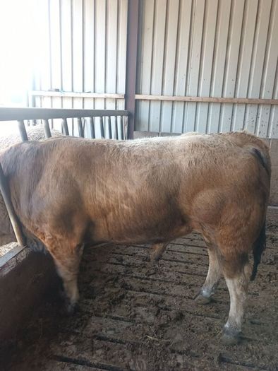 Aubrac bull