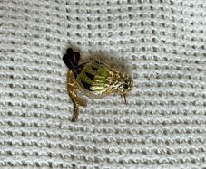 Gold bird brooch (antique)