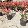Red Robin Hedging Image 9