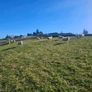 Hoggets Image 8