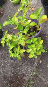 hydrangea plants