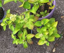 hydrangea plants