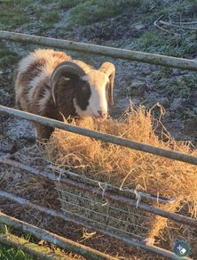 purebred jacob Ram