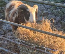 purebred jacob Ram