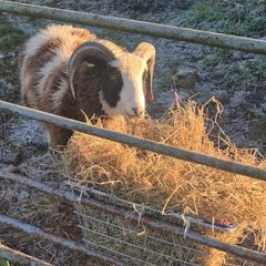purebred jacob Ram