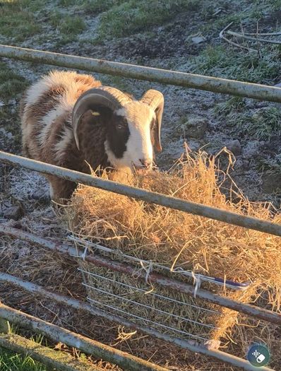 purebred jacob Ram
