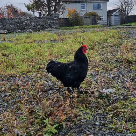 Lavender and black pekin bantam rooters