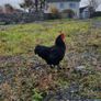 Lavender and black pekin bantam rooters Image 3