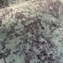 rug Image 5
