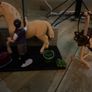 Schleich bath horse set Image 4