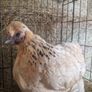 hens Image 4