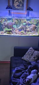 red sea reefer 350