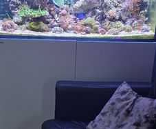red sea reefer 350