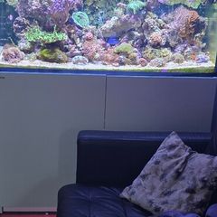 red sea reefer 350