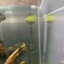 Overflow silent , sump, fish tank Image 3