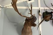 Taxidermy Fallow buck shoulder mount 1