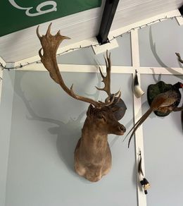 Taxidermy Fallow buck shoulder mount 1