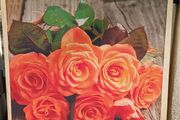 Stunning XL Bunch of Roses Canvas
