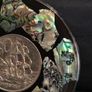 Paua Shell Coaster with New Zealand 50c Coin Image 3