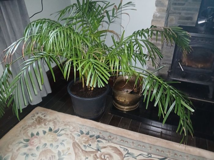 Large parlour palm